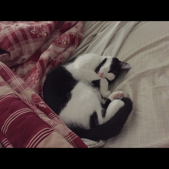 Meet your Posher, Rosa - Picture 2 of 2